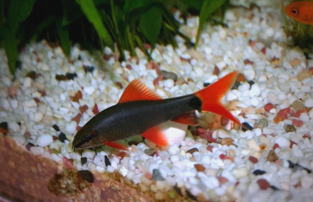 彩虹鲨:一种独特且受欢迎的鱼类