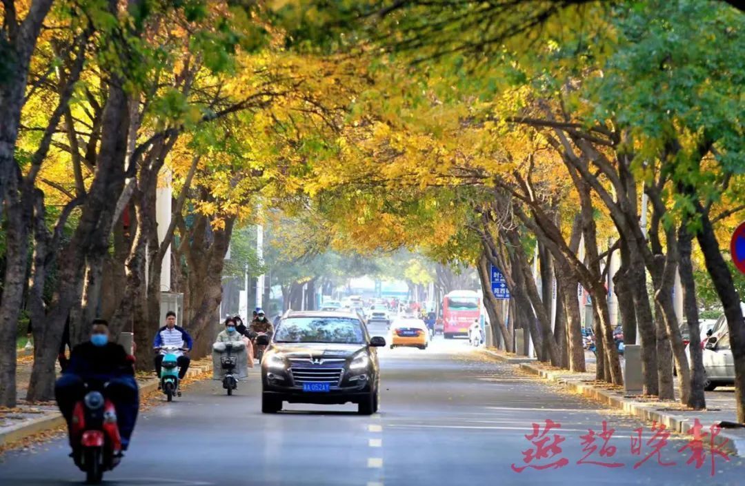 树树金黄 石家庄这条白蜡大道美如画