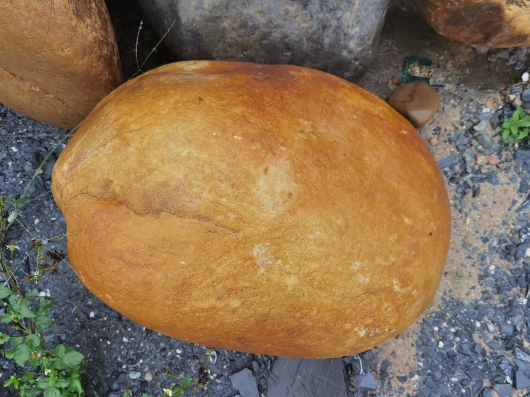 30-50cm的黄皮石,湿水的黄皮石什么价格,广东黄皮石之乡