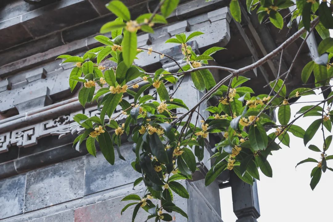 隔着屏幕都能闻到香味！金山这个超大的桂花园又迎来高光时刻