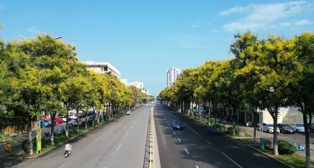 16公分栾树