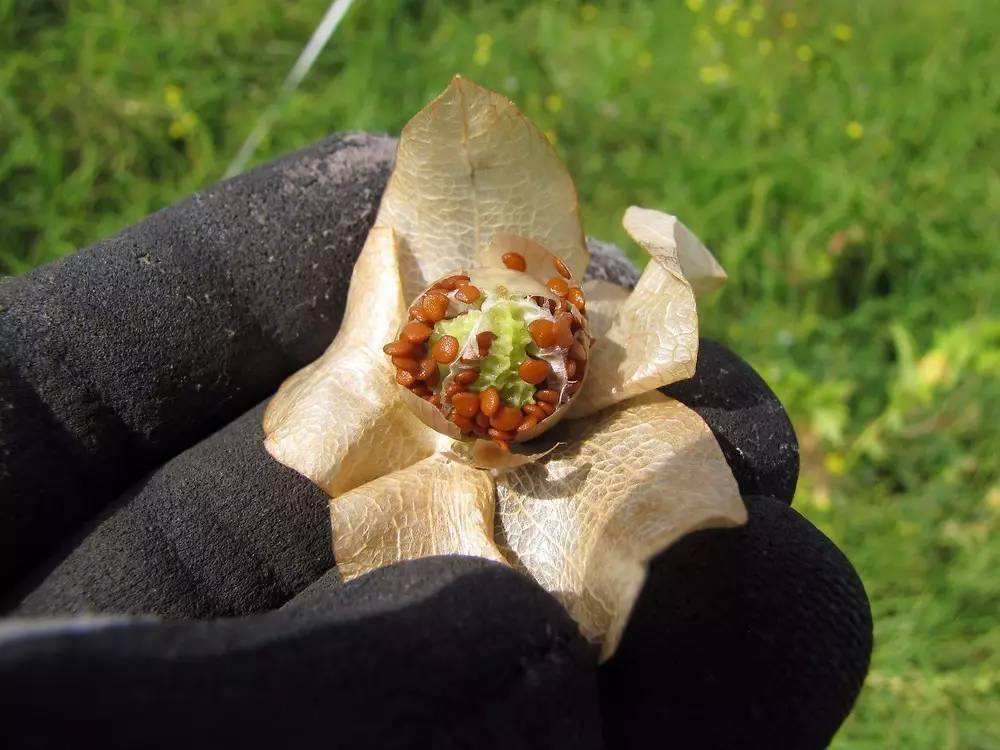 冰粉- 优质问答专区