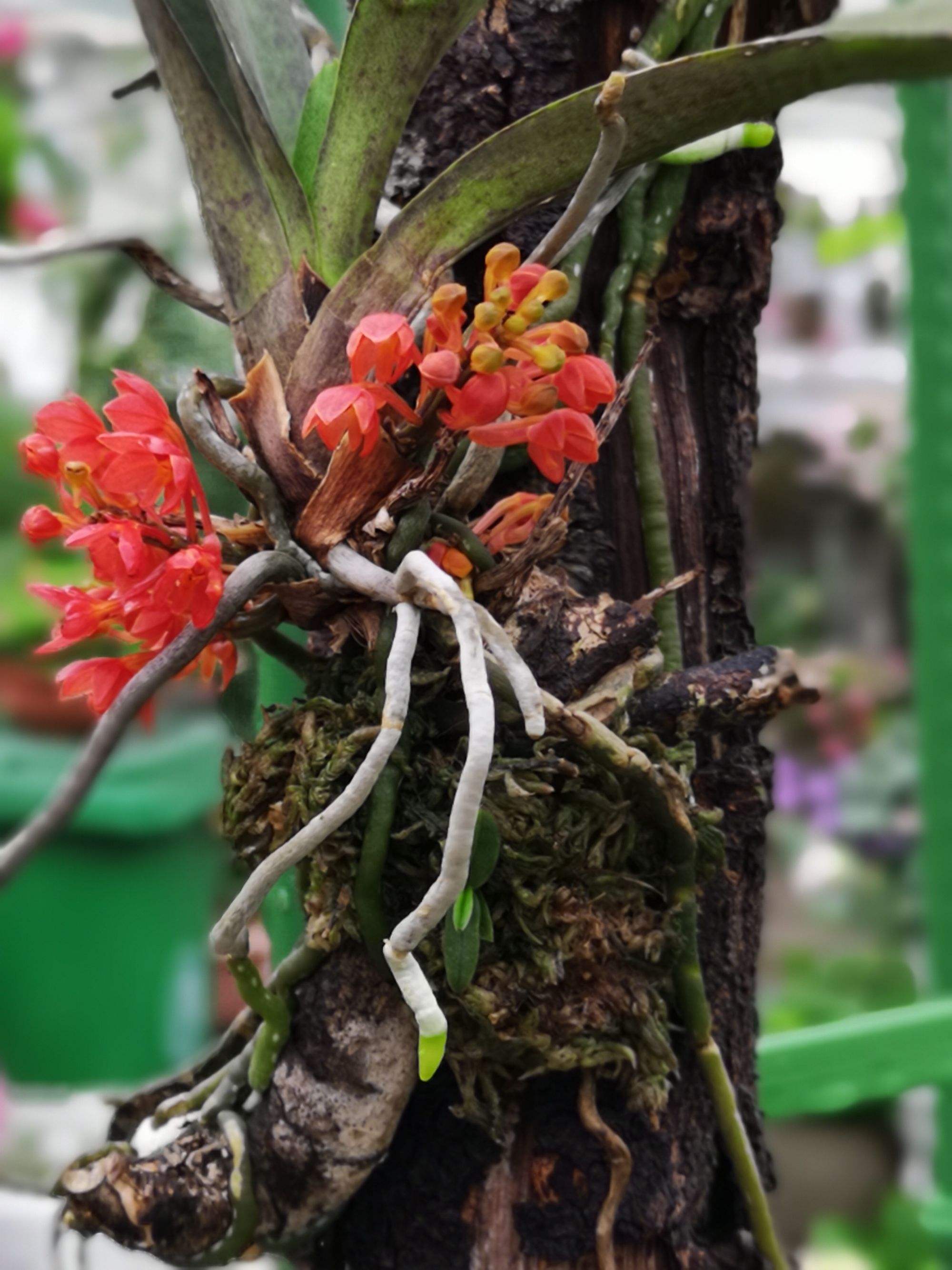 鸟舌兰怎么养?鸟舌兰的养殖方法和注意事项