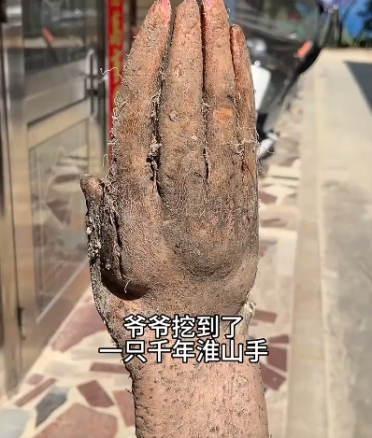 造型逼真到像真的！老人挖到酷似人手山药 出价8000元都不卖