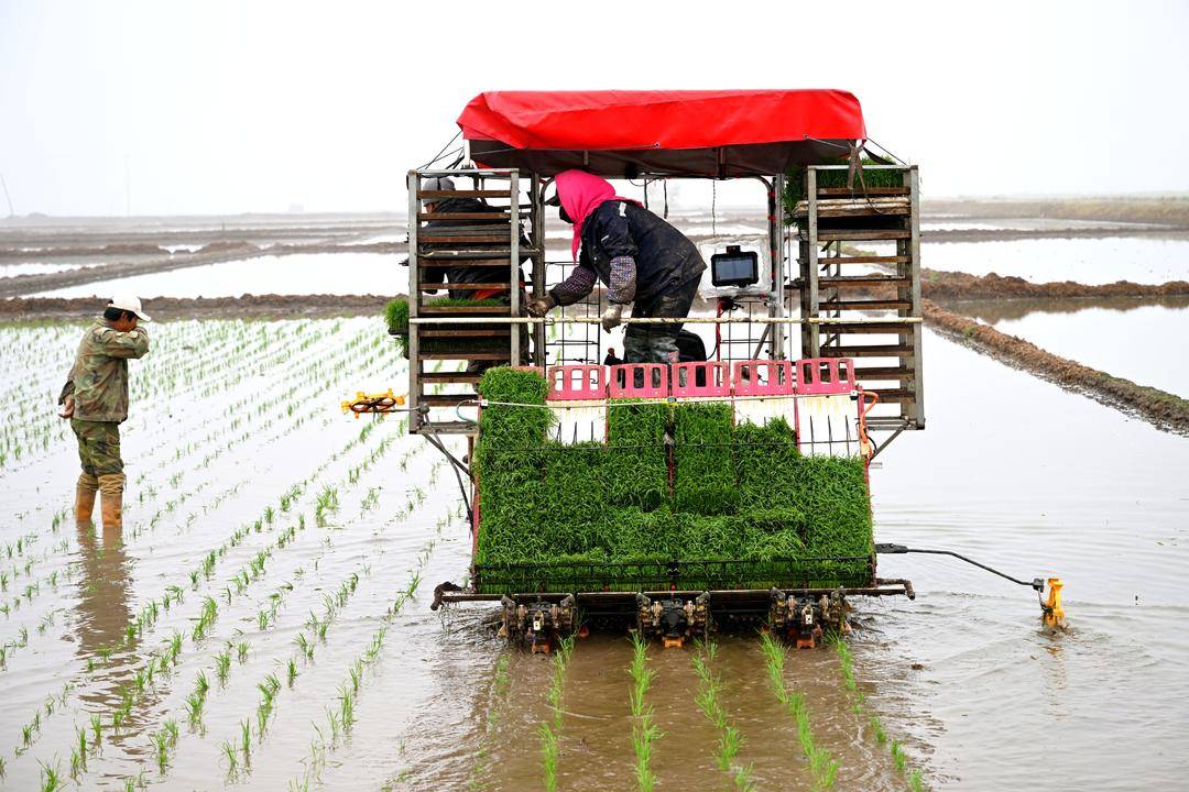 效率提高50%以上!智能辅助驾驶助力插秧机