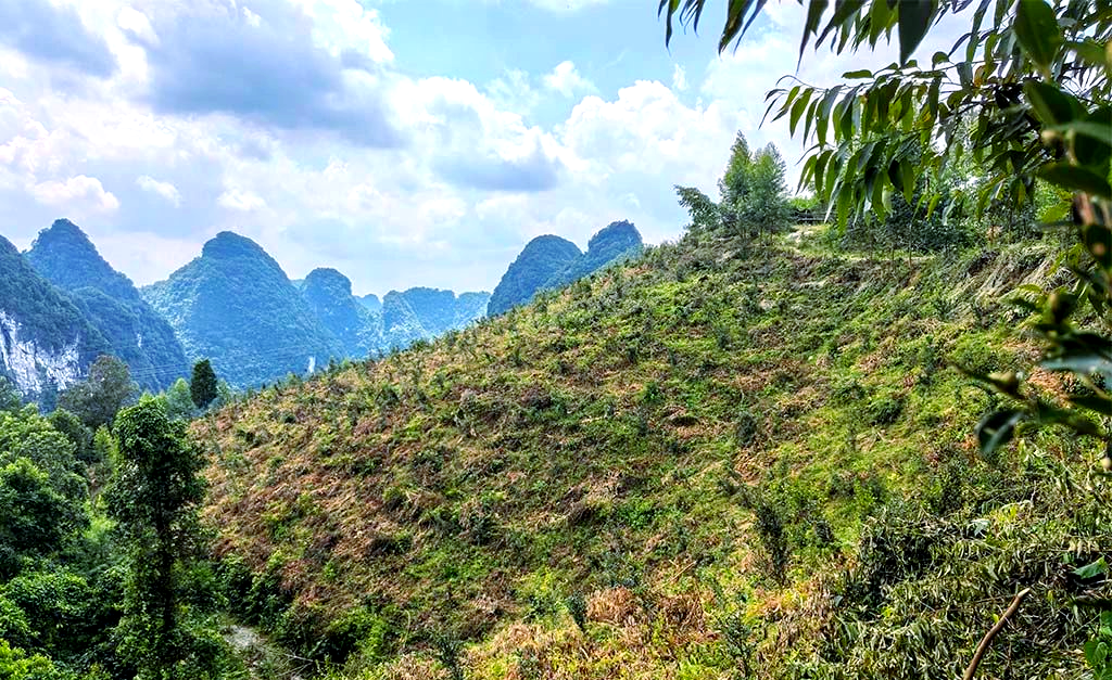 天等县福新镇:油茶产业蓬勃发展,群众积极管护