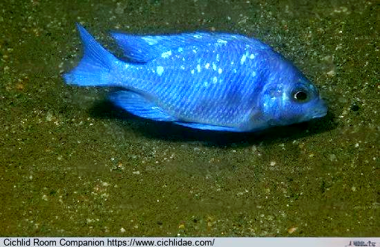 蓝宝石的魅力与真相:从病态到遗传的进化历程