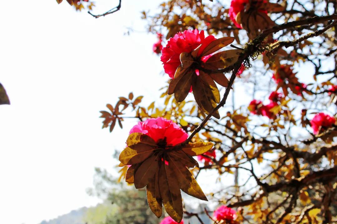 巍山断山花开正浪漫