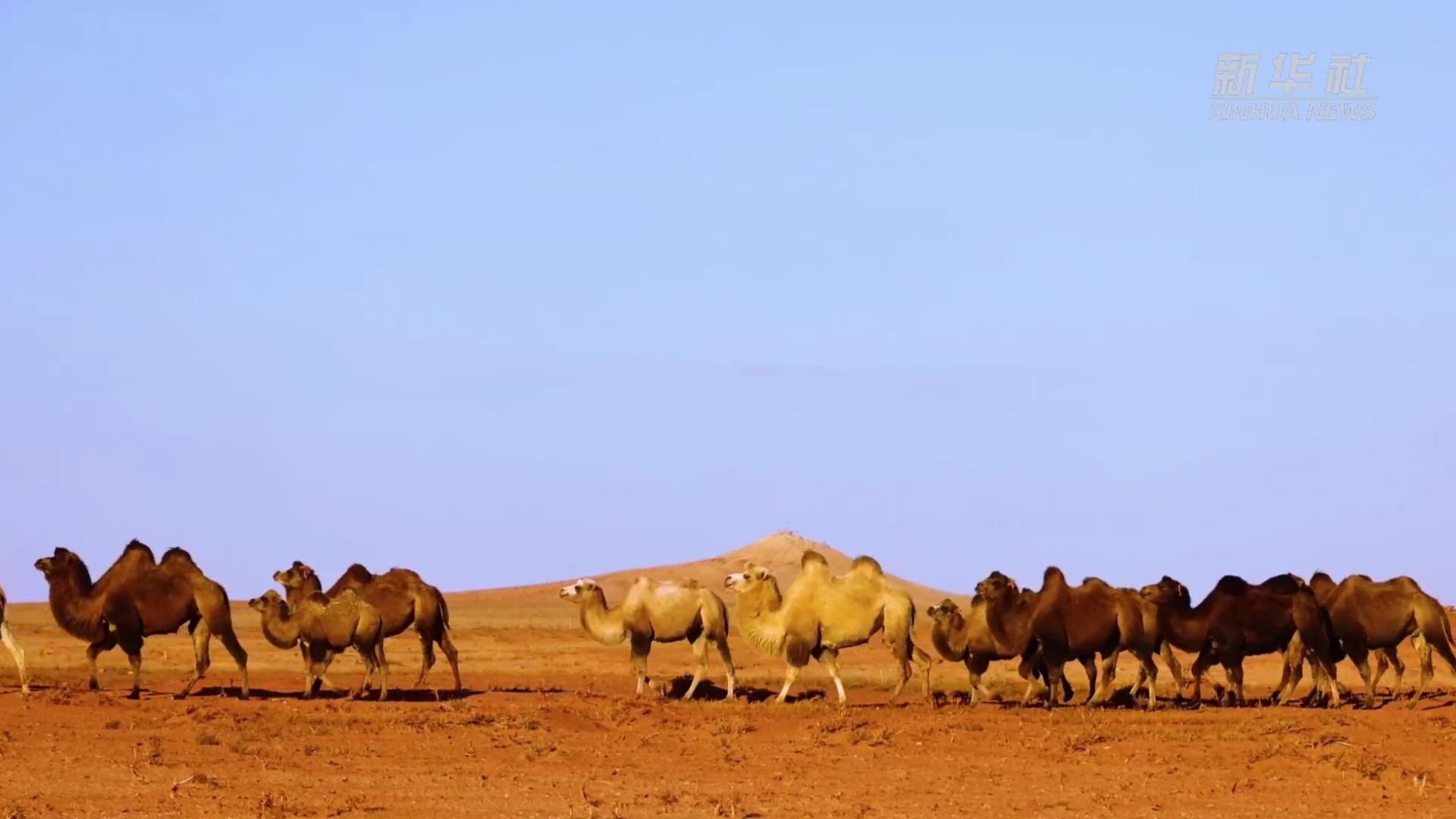 内蒙古苏尼特右旗:深秋草原美不胜收