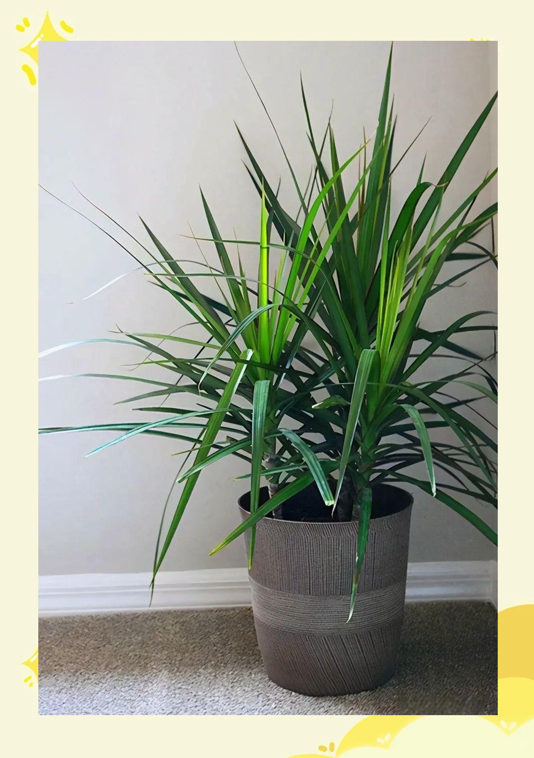 龙血兰,千年木,也门铁养护指南,让它们生机盎然