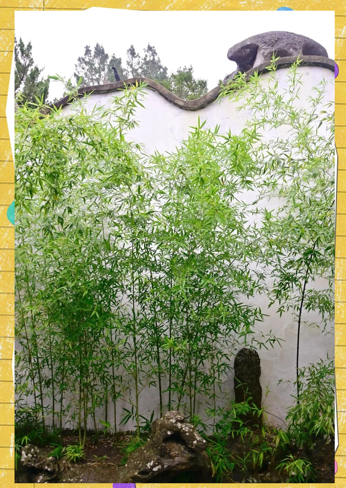 为何竹子在庭院中不可或缺?