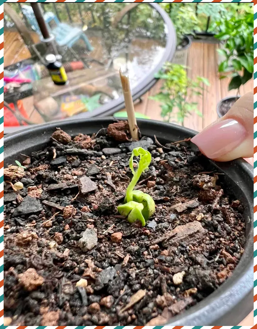 精心培育的桃子盆栽,社交媒体分享后获赞无数:独特盆景令人瞩目