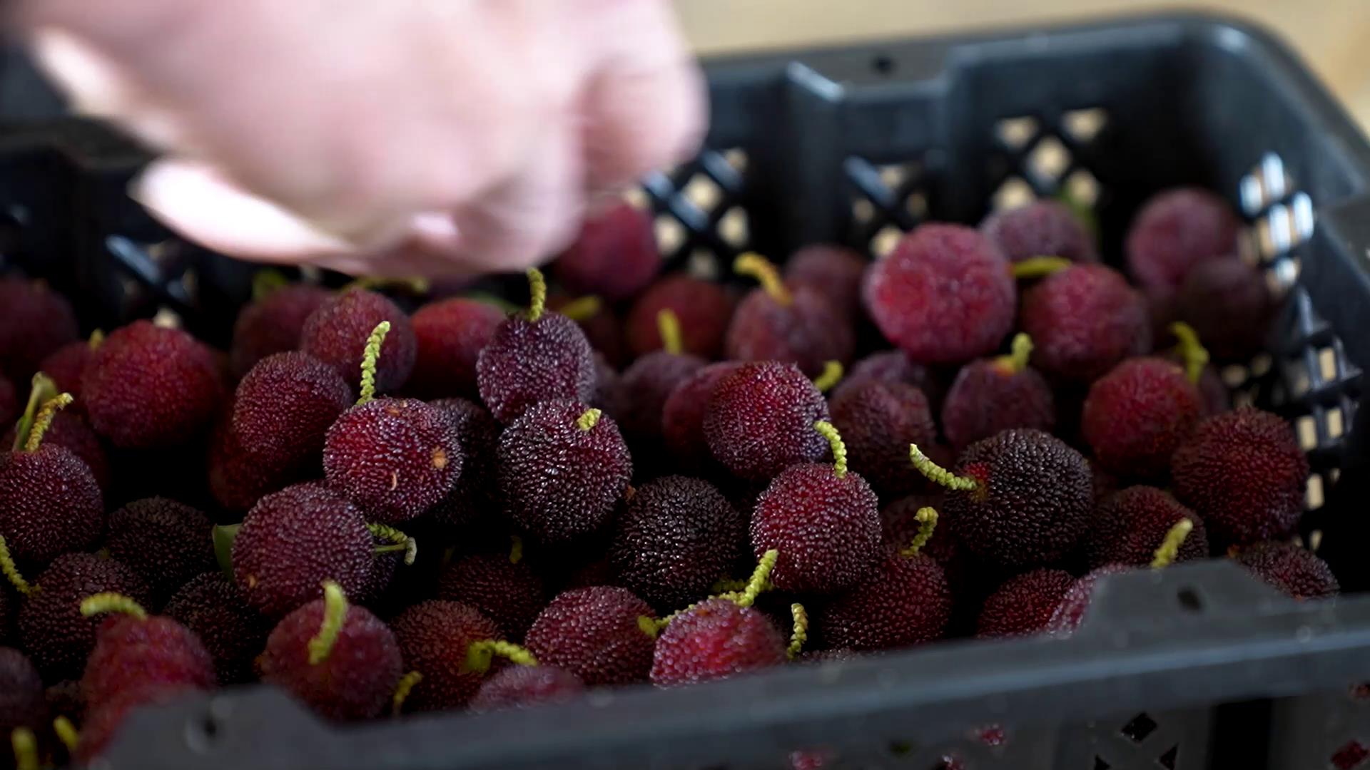 最高每公斤200元!云南石屏早熟杨梅"抢鲜"上市