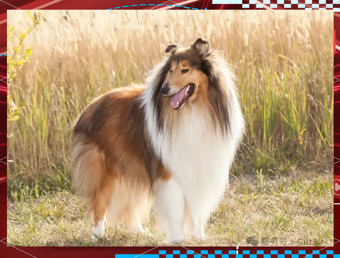 苏格兰牧羊犬:历史,特征与行为全解析