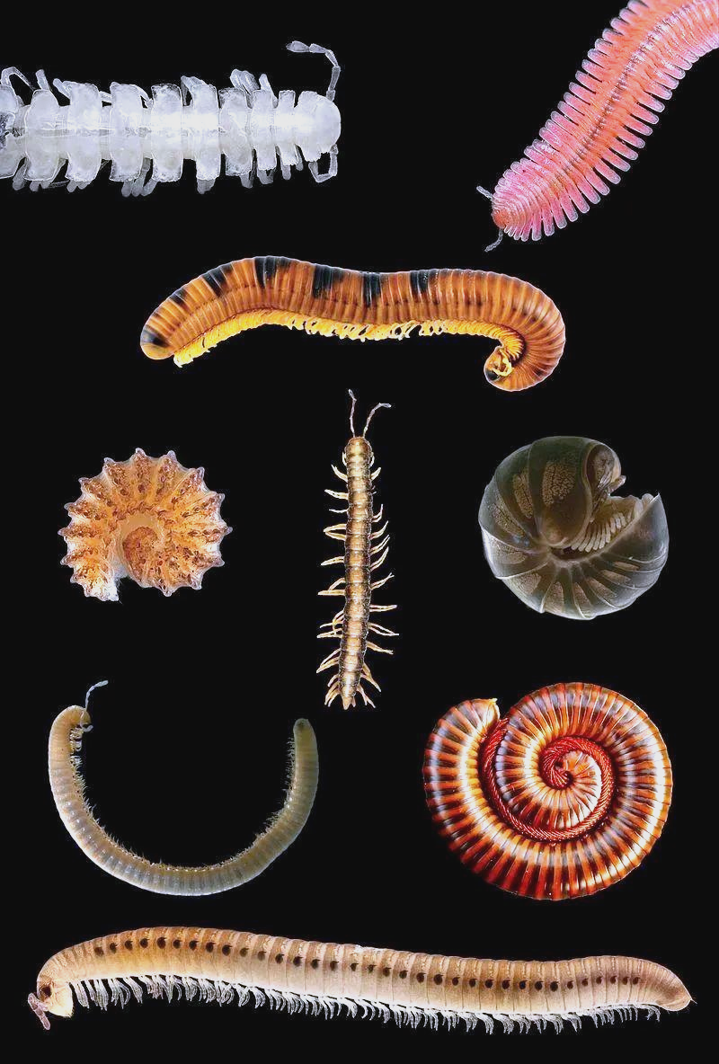 从潮虫到马陆:多腿生物大盘点