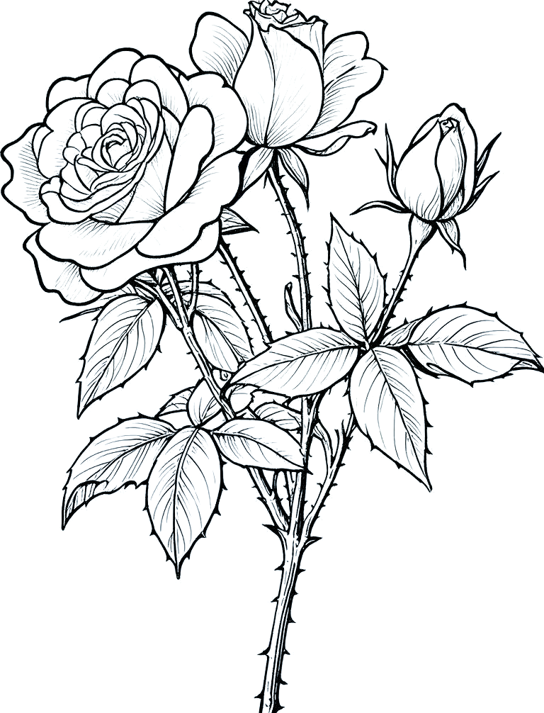 多种常见花朵的简笔画黑白线稿创作技巧