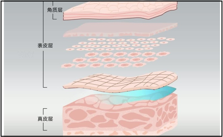 中胚层 真皮层图片