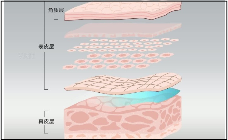 真皮层分为哪几层作用