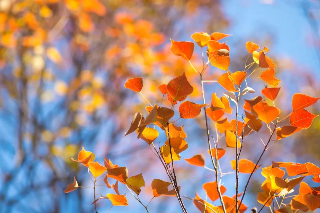 中国禾火口十图鉴