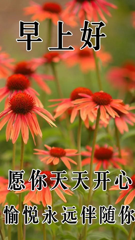 12月1日最漂亮早上好动态表情图片大全,早晨好动图美图大全