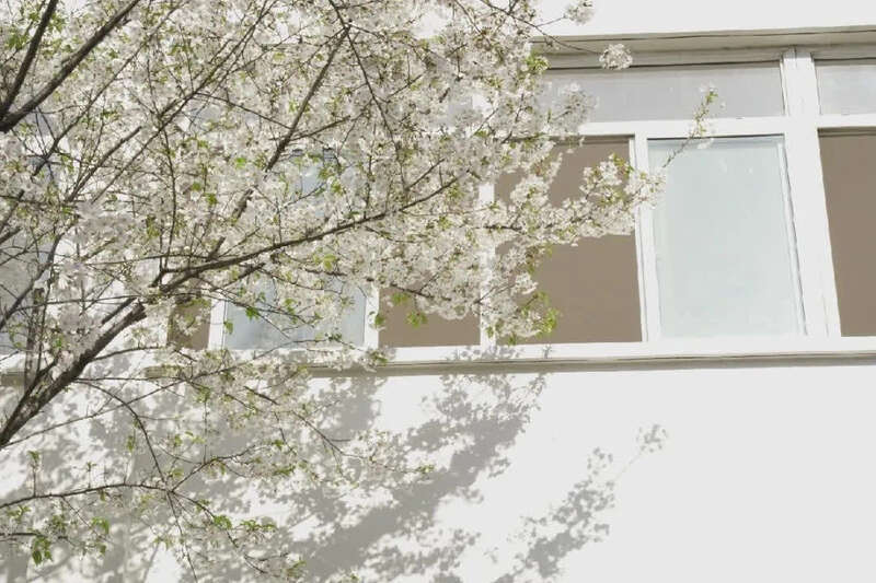 苏州农业职业技术学院"樱花教室"走红网络