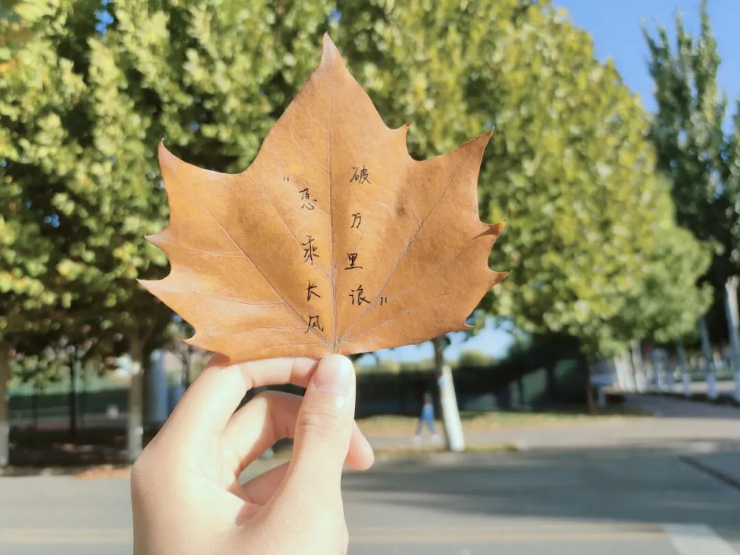 我和深秋比个"叶"——快来认识校园里的它们吧!