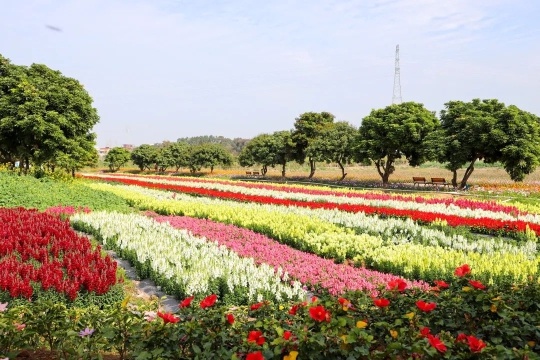 美不胜收!东莞桥头这片色彩缤纷的花海等你来打卡