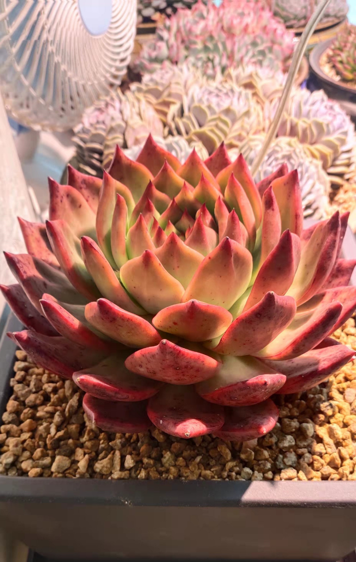 这几种多肉热情似火,好养还容易出状态,养几盆红红火火好彩头