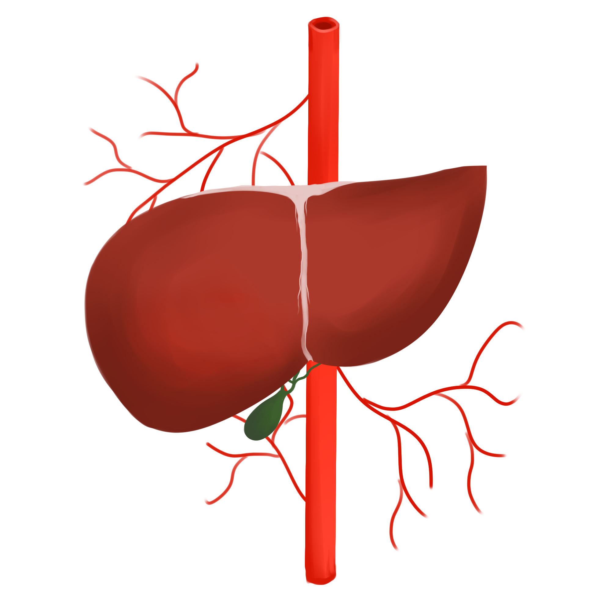 动物肝脏能补铁,但重金属含量也高,宝宝到底能不能吃?