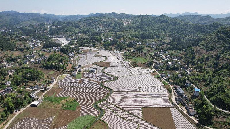 「泸州」古蔺县皇华镇:春色最浓在田间 高粱移栽正当时