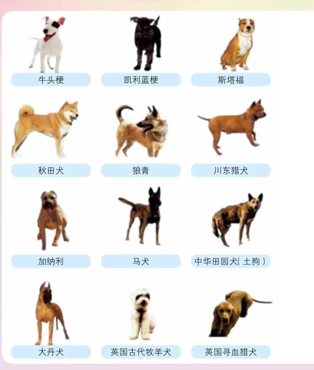 沈阳公布48种禁养犬种!秋田,中华田园犬等在列