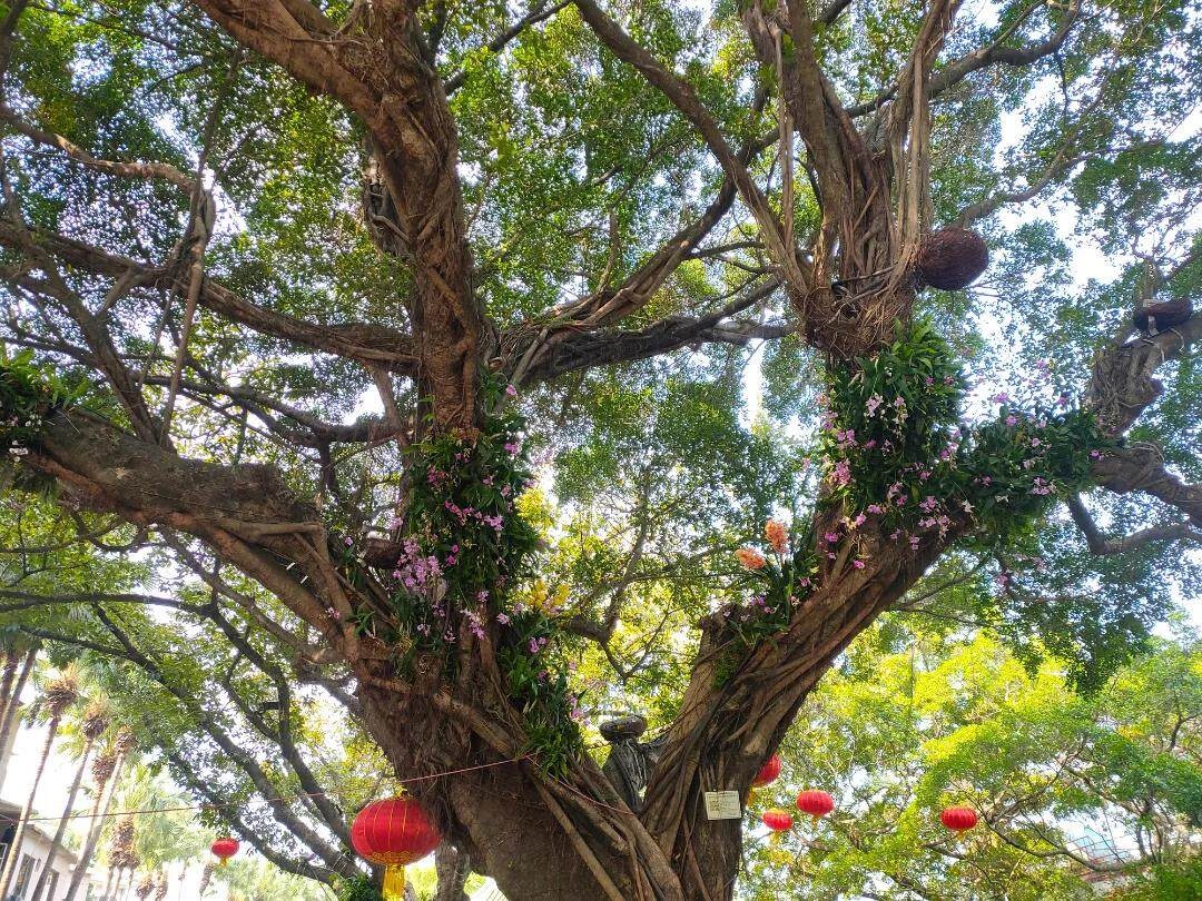 快来赏!惠州西湖榕树"长"兰花