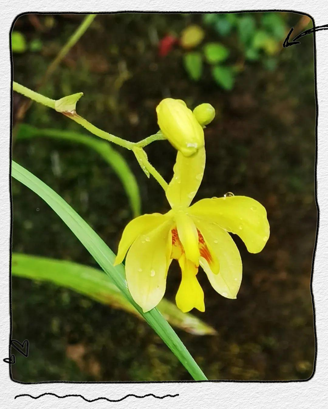 橙黄玉凤花与苞舌兰的相遇与探寻之旅