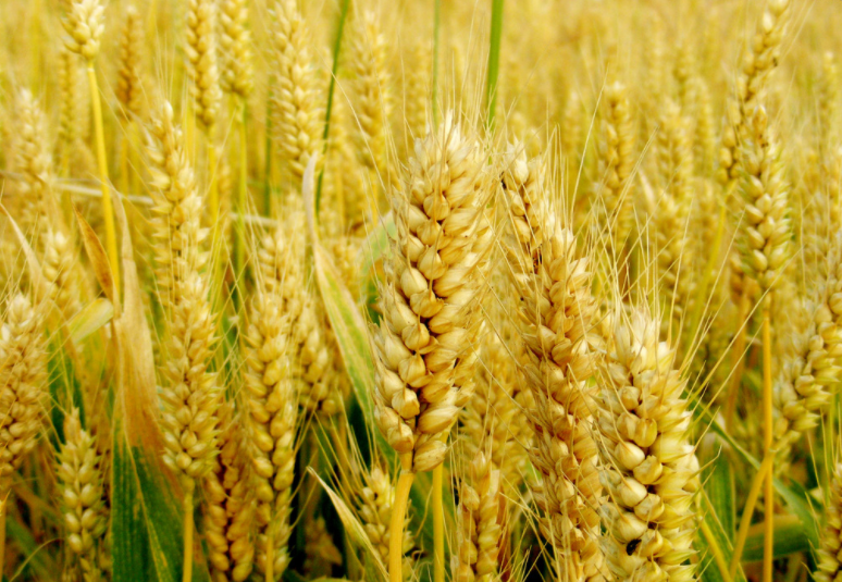 强筋小麦新品种龙麦86