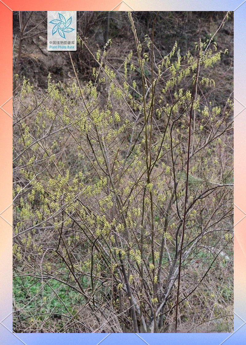 小通草:山上的良药,乳汁不通,小便不利的救星