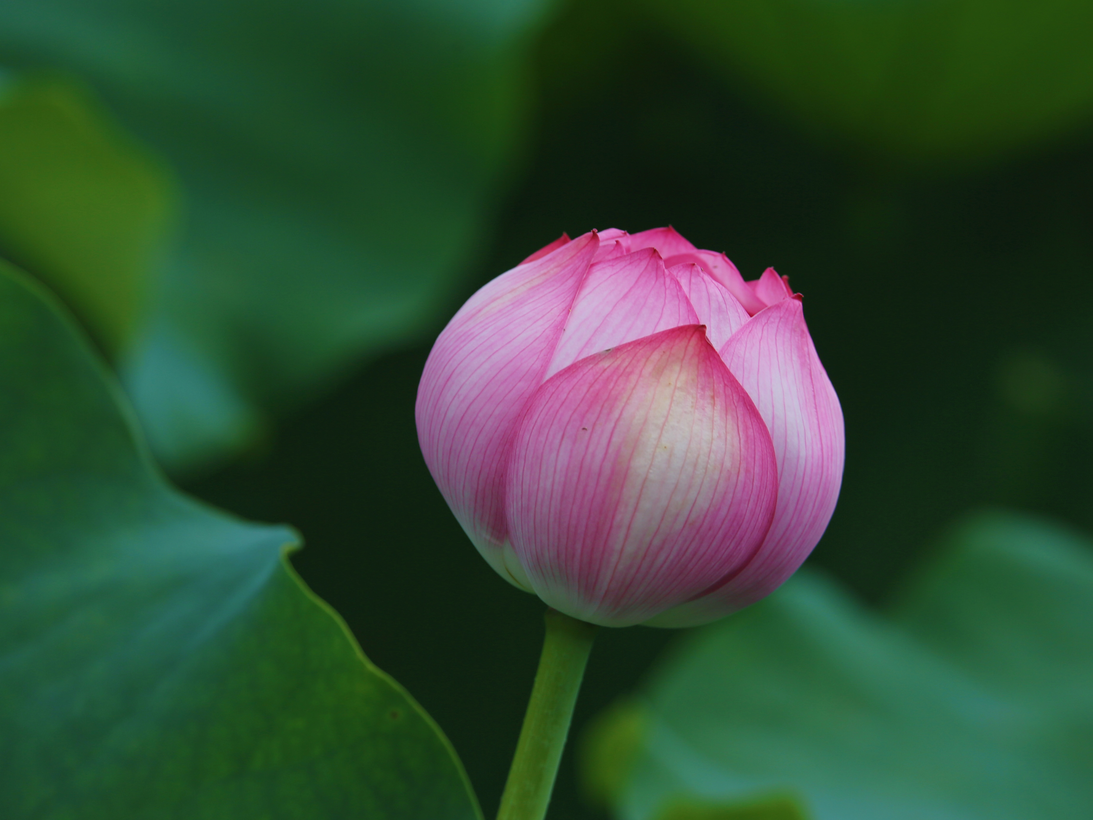 湖北崇阳:荷叶田田 荷花依依