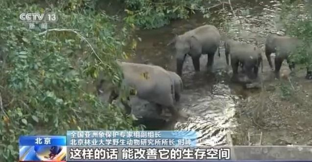 云南大象最新睡姿来了!小象实力演绎"蹬鼻子上脸"