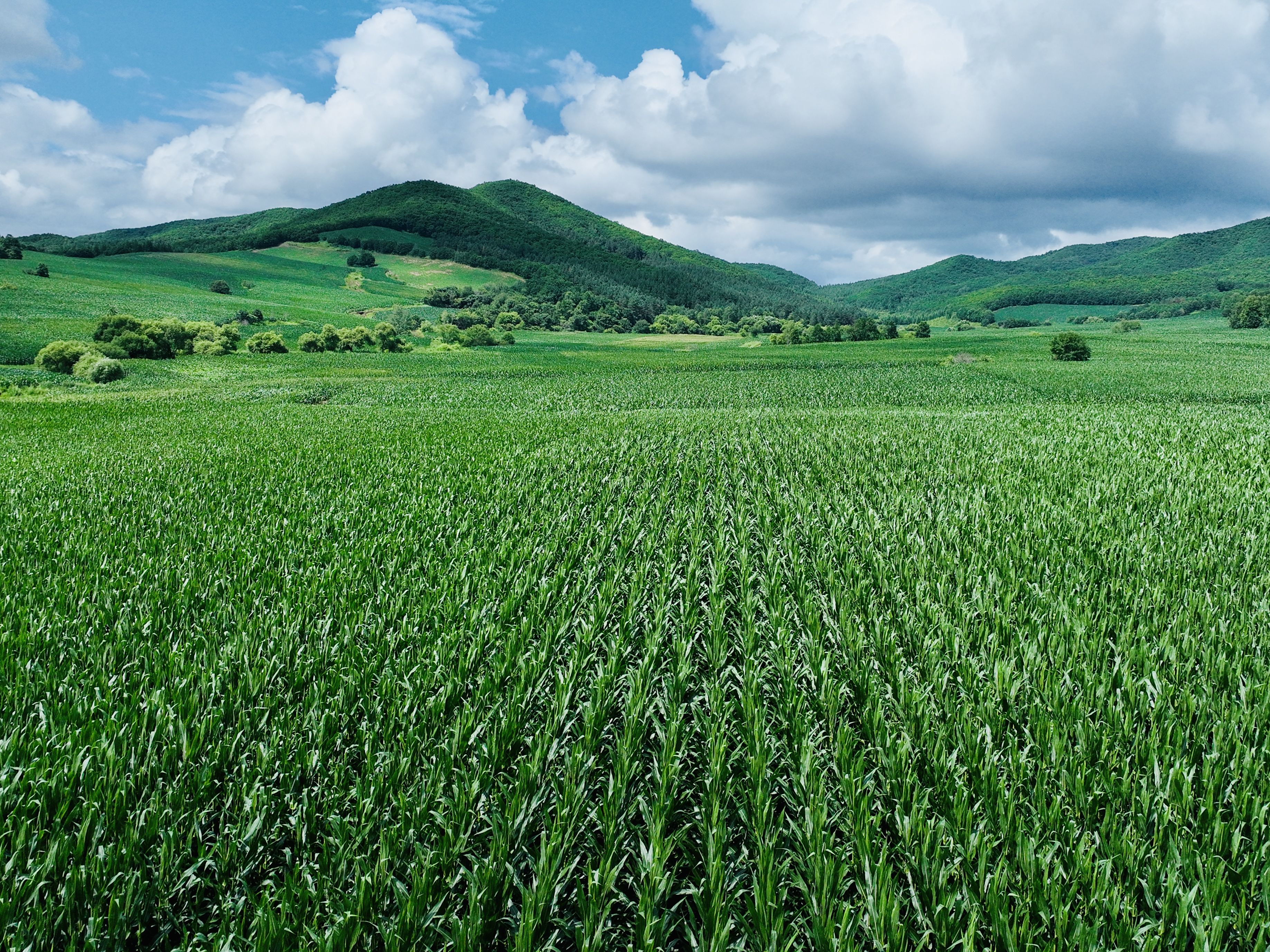 黑龙江林口:发展特色农业 激发乡村振兴活力