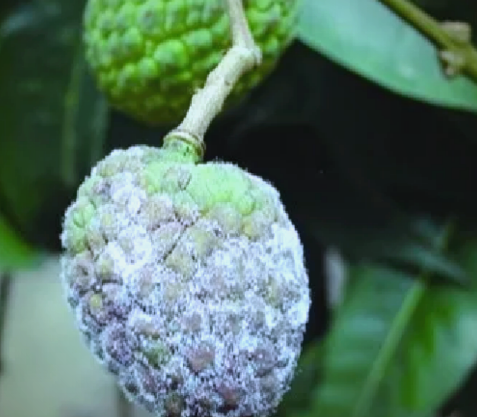 荔枝生产面临病虫害威胁,果农需加强防范