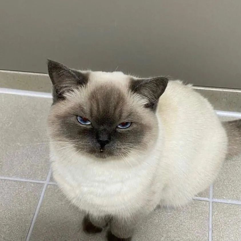 网红猫咪|挖煤工煤老板黑糖表情包 第三弹