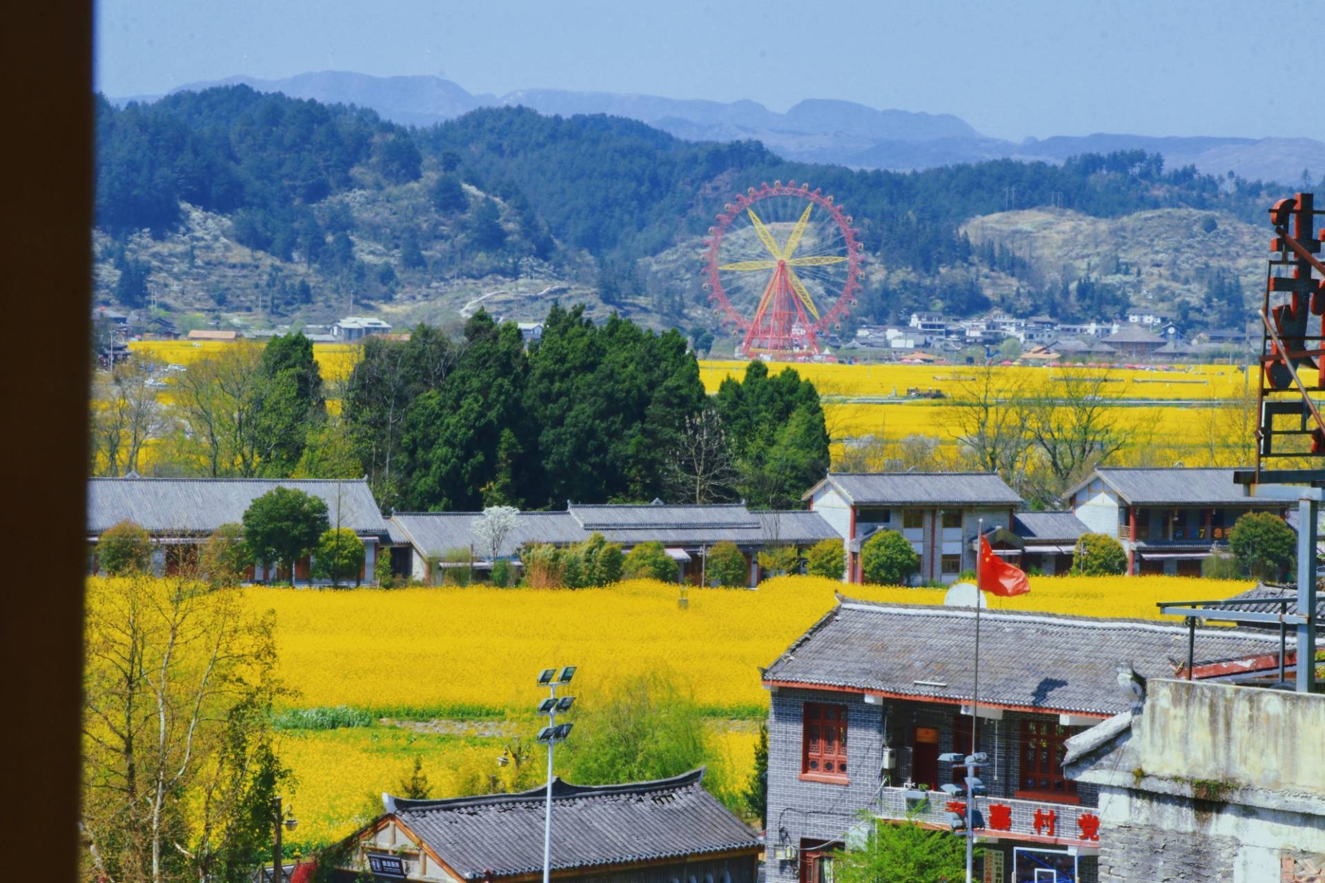 春日限定!赏油菜花别错过贵定金海雪山