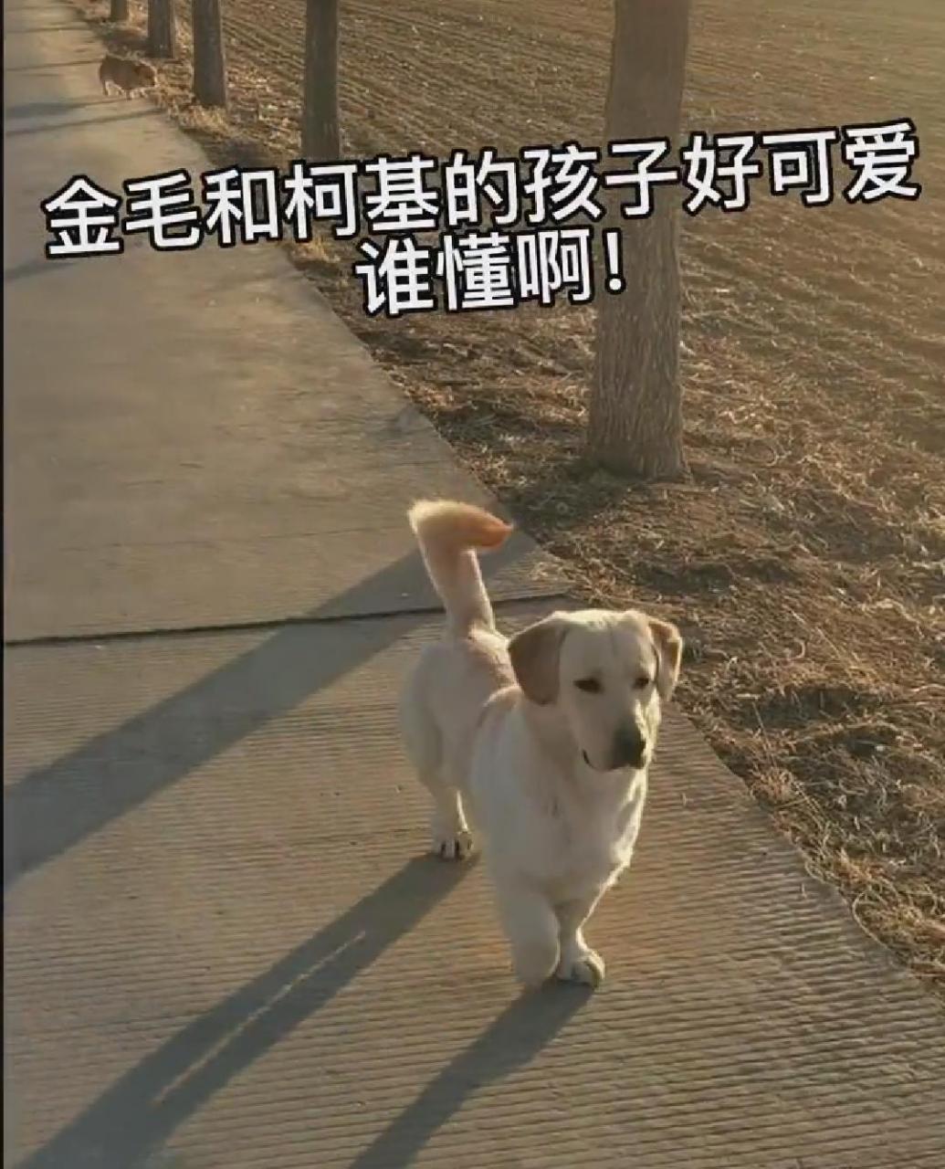 有点像是拉布拉多和柯基