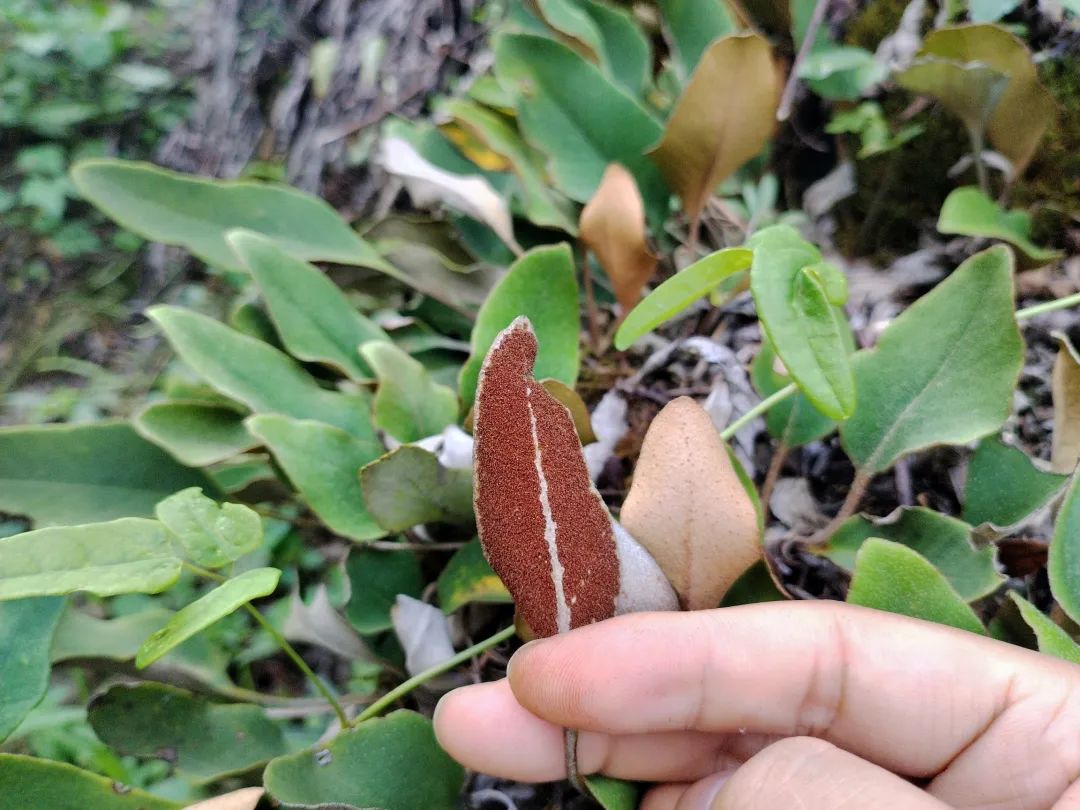 石韦|叶子像"石上剑",专清湿热,止尿痛的常见草药