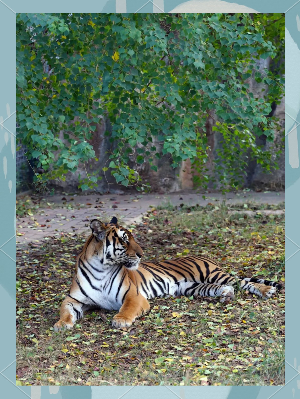 华南虎体型偏瘦,真相揭秘与众多误解