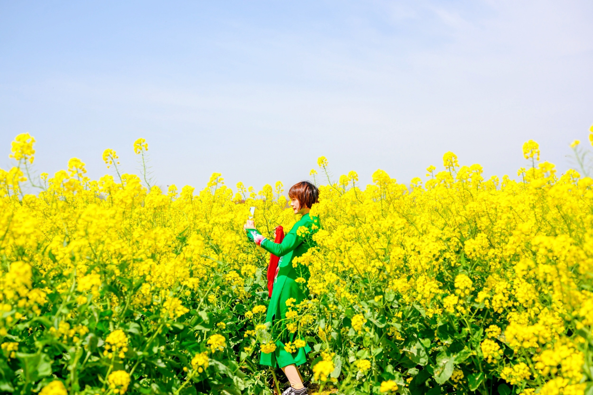 兴化千岛菜花,江苏最美油菜花观赏地之一,拥有万亩油菜花田