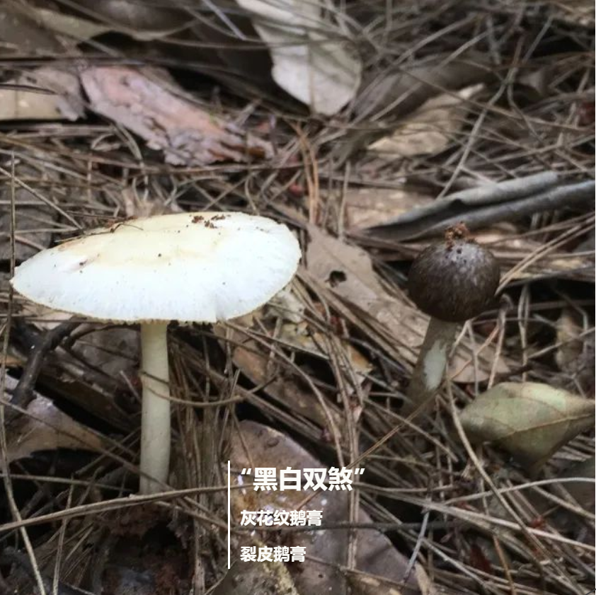 裂皮鹅膏图片