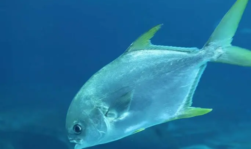 鲳鱼有几个品种?鲳鱼的主要生活环境是什么?