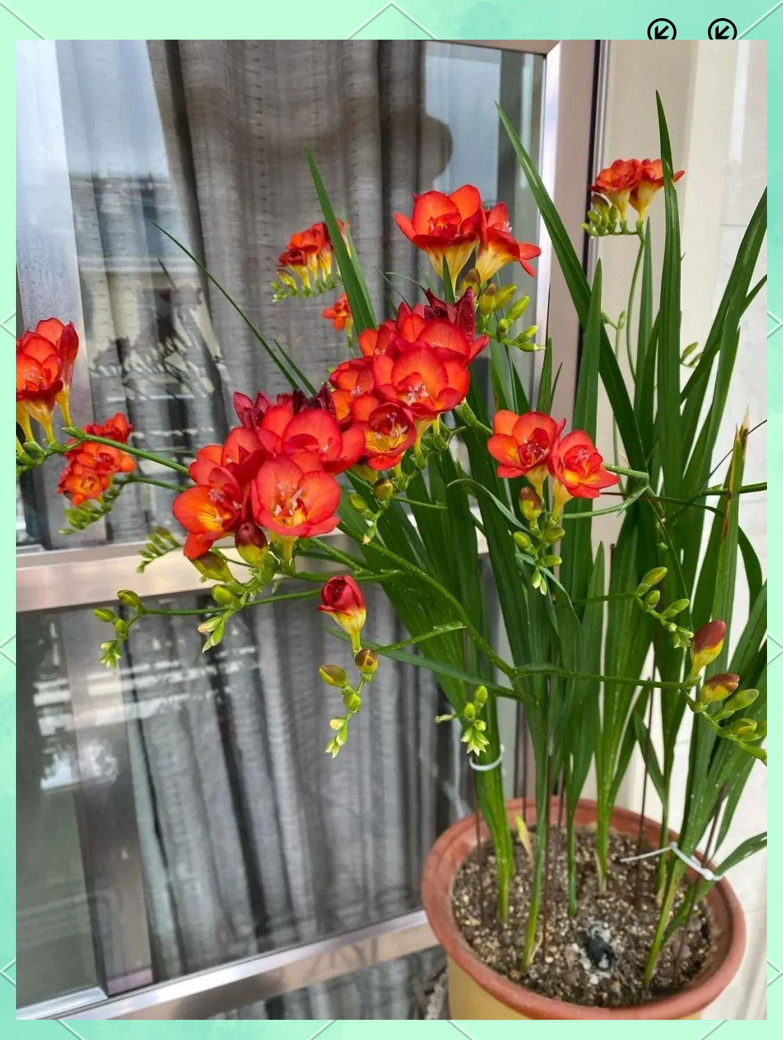 多种"高冷花"在冬日里绽放更显艳丽