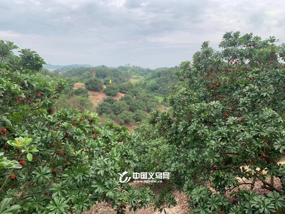 义乌乒乓球大的杨梅批量成熟 端午期间采摘游走起!