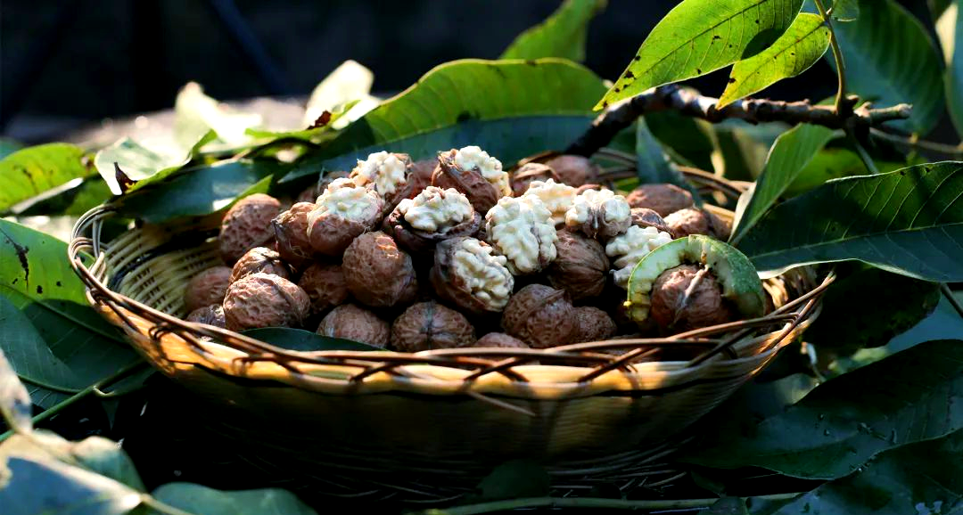 金秋季节的大姚核桃:丰收的喜悦与无与伦比的美味